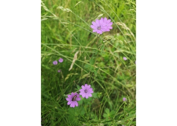 Pyrenäen-Storchenschnabel (Geranium pyrenaicum) - © Bernard Wieser